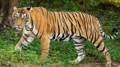 Tiger in Shivpuri: 27 साल बाद माधव नेशनल पार्क में टाइगर, CM और सिंधिया ने एक बाघ और बाघिन को किया रिलीज शिवपुरी के माधव नेशनल पार्क में अब दो बाघों को छोड़ा जाएगा।