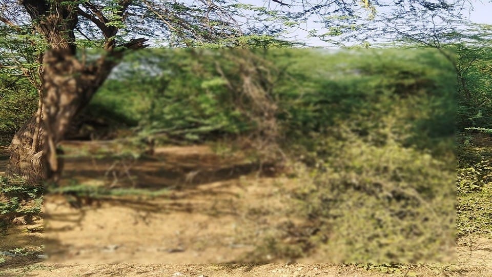 teenager girl out of blood-soaked forest thorns stuck in people were shocked to see the scene