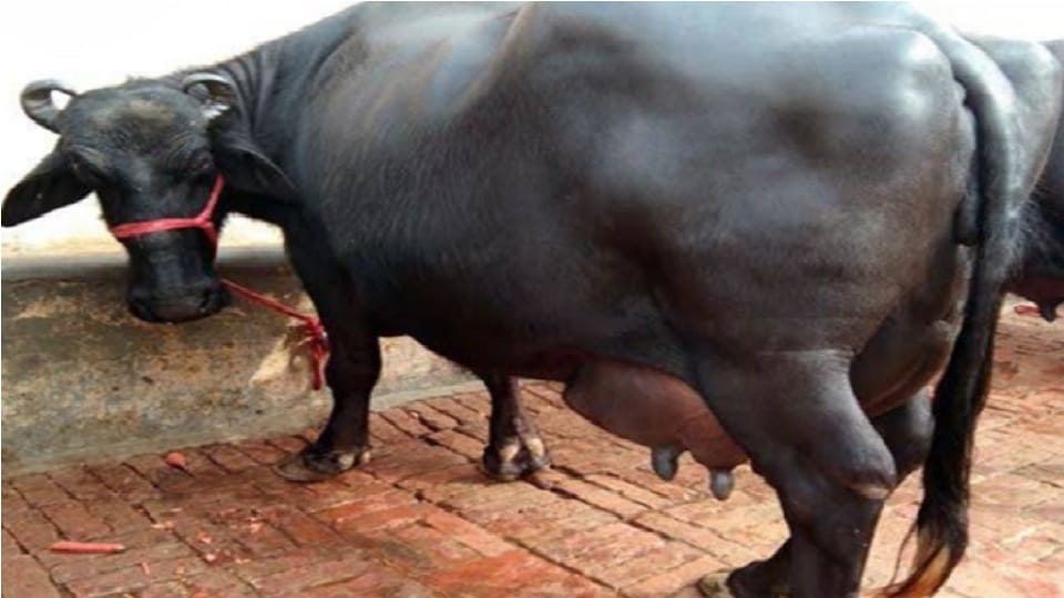 Threatened to be implicated in a false case if asked for price of buffalo