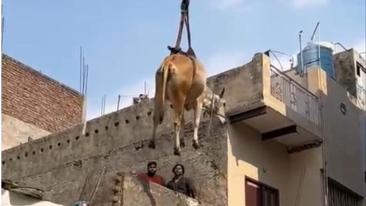 Cow climbed on the roof of the house at night in Rewari