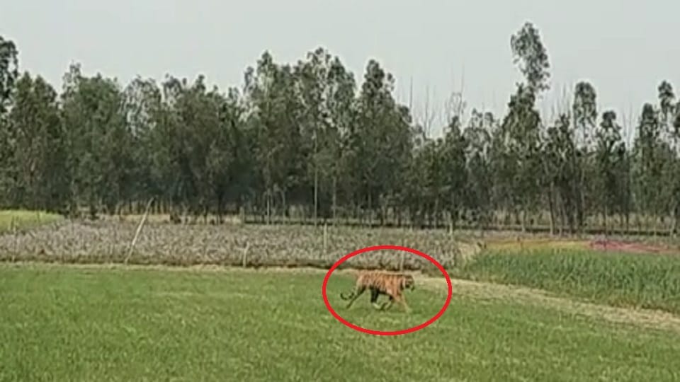 forest department team did not get success in catching the tigress