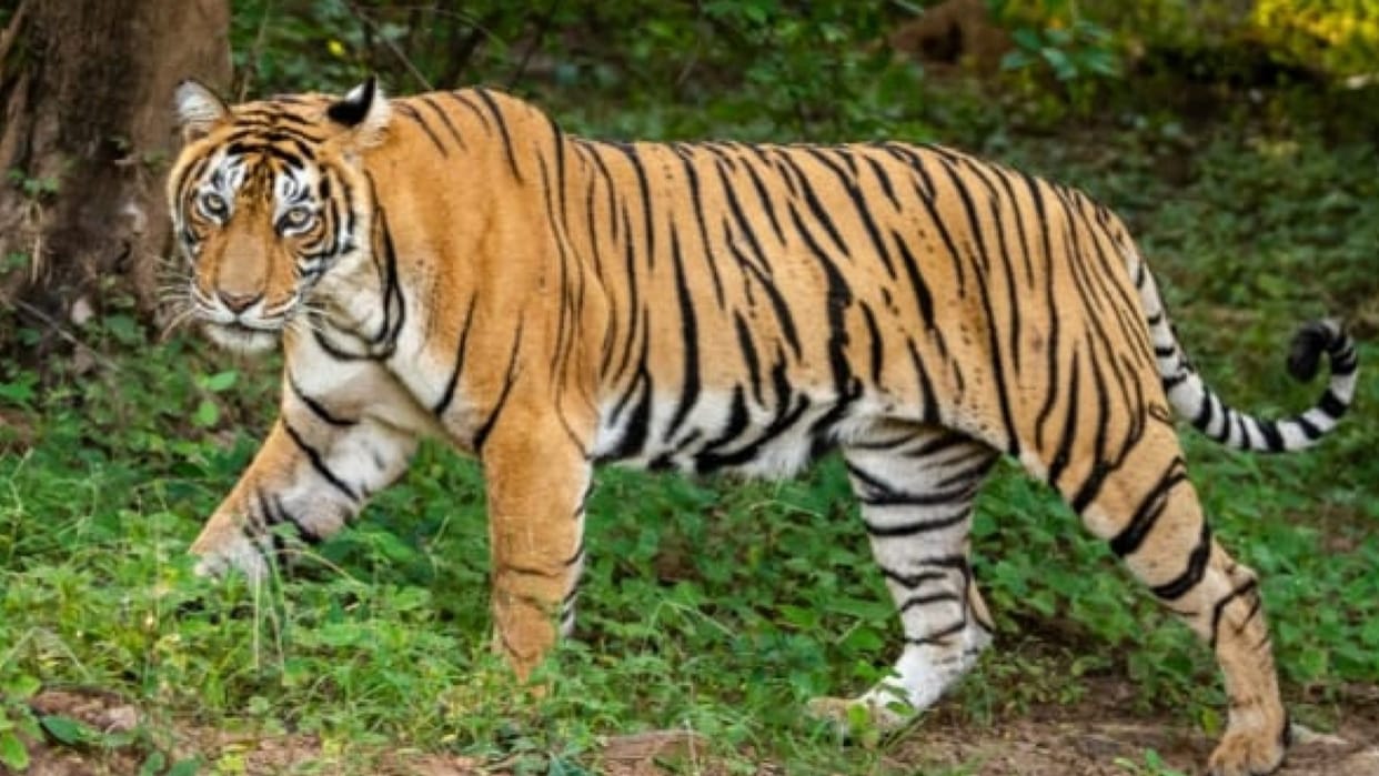 Three tigers will be released today in Shivpuri's Madhav National Park