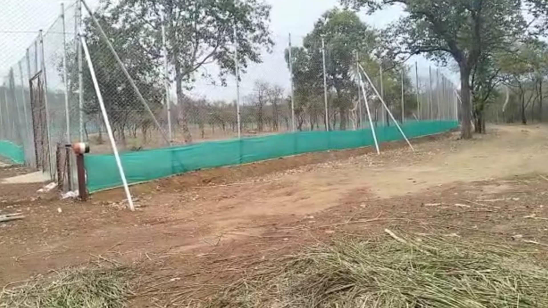 Three tigers will be released today in Shivpuri's Madhav National Park