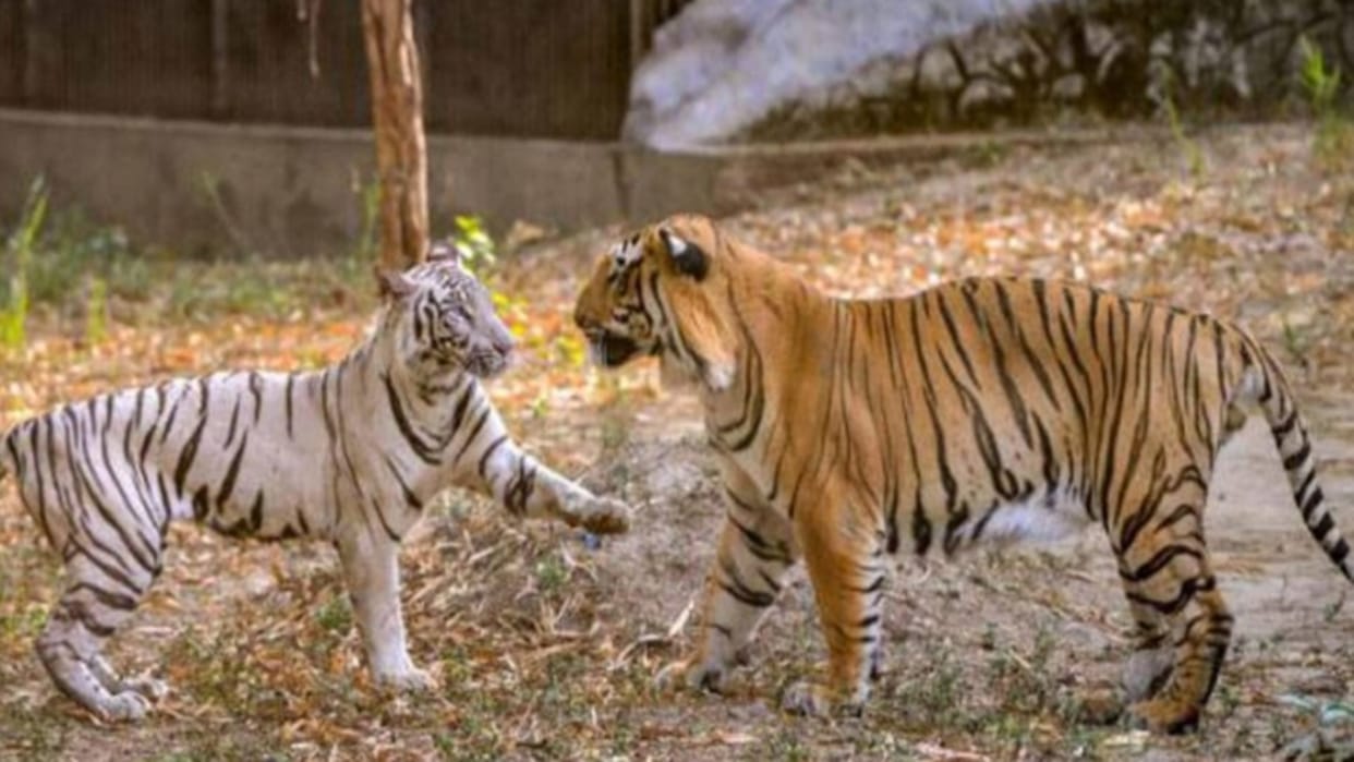 Congress expressed concern over the decreasing growth of tigers