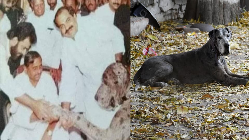 Umesh Pal Murder Case: Atiq Ahmed’s Great Dane Died of Hunger and Thirst at His House in Prayagraj