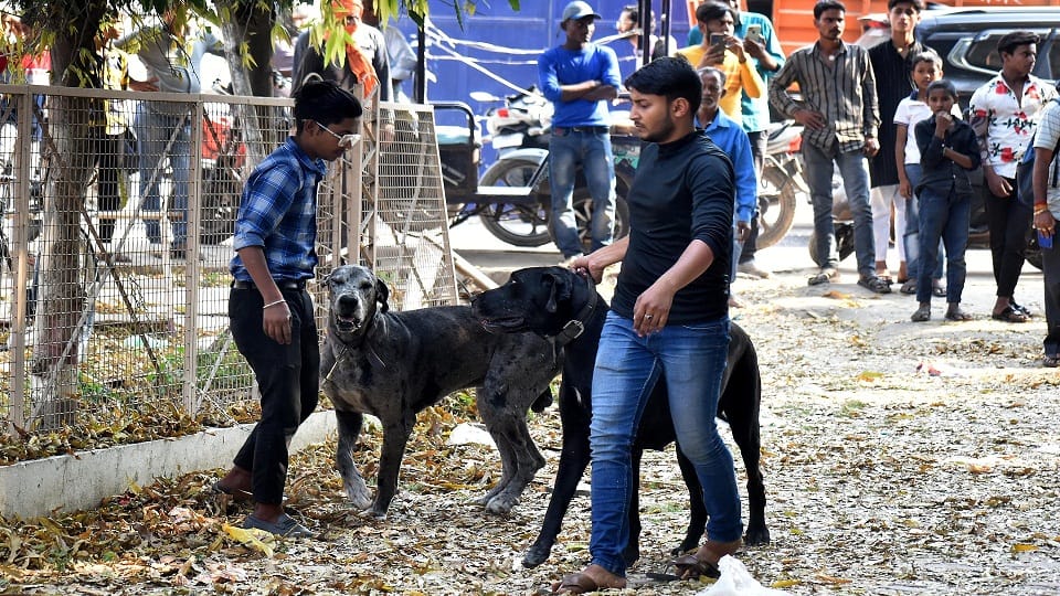 Mafia Atiq second dog Tiger also died, NGO reached to save hungry and thirsty dogs