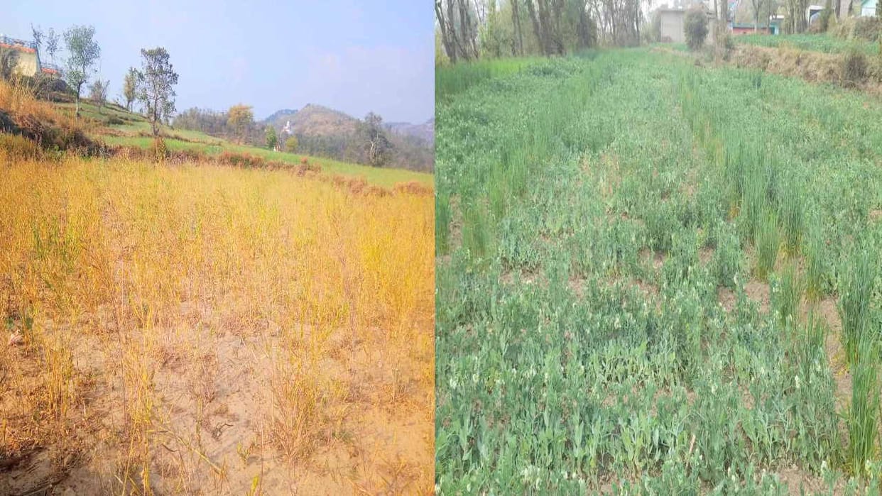 Drought like situation himachal: now garlic, onion and peas are also getting hit