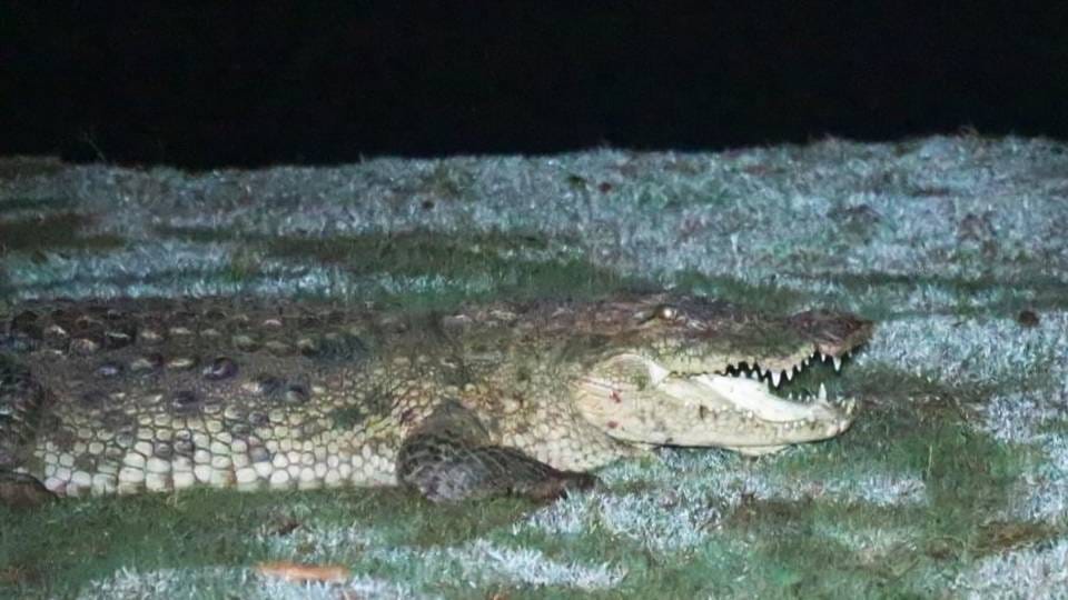 fear spread among villagers after seeing dangerous crocodile entered village at midnight In Firozabad