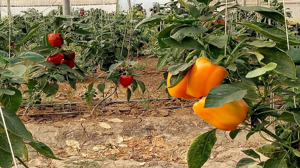 People of Delhi Agra are eating red yellow capsicum of Hathras