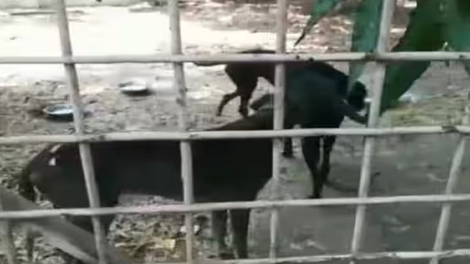 Municipal Corporation in Agra has increased target of sterilization of dogs to one hundred twenty a day