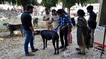 Mafia Atiq second dog Tiger also died, NGO reached to save hungry and thirsty dogs