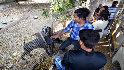 Mafia Atiq second dog Tiger also died, NGO reached to save hungry and thirsty dogs