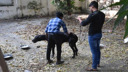 Mafia Atiq second dog Tiger also died, NGO reached to save hungry and thirsty dogs