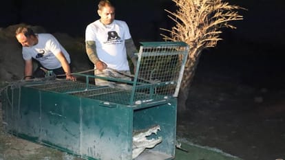 fear spread among villagers after seeing dangerous crocodile entered village at midnight In Firozabad