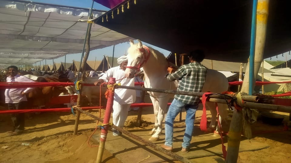 State level three day cattle exhibition in Dadri Agriculture Minister JP Dalal will inaugurate