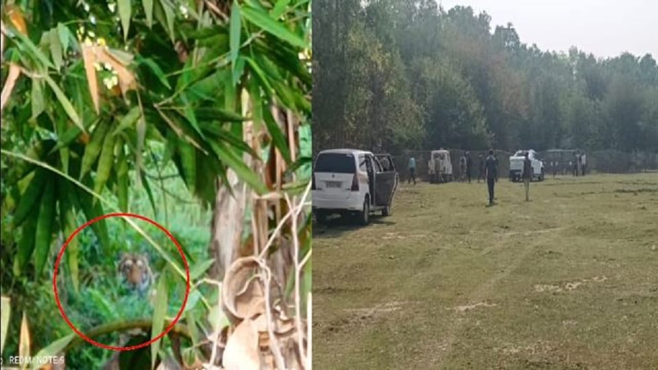 tiger entered cowshed and hunted the cattle in pilibhit