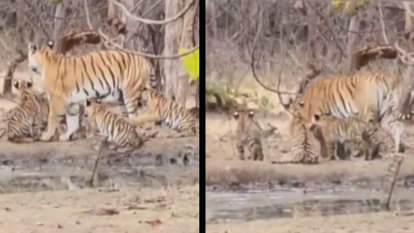 Pench Tiger Reserve: Tigress seen with four cubs, video surfaced of drinking water in Pench National Park