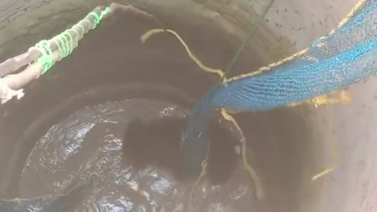 Bear entered the residential area, fell into the well while running, forest department rescued