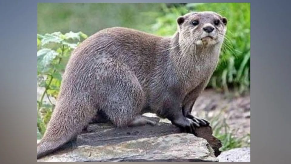 Eurasian beaver species seen in Bhaderwah Neeru river research study done for conservation