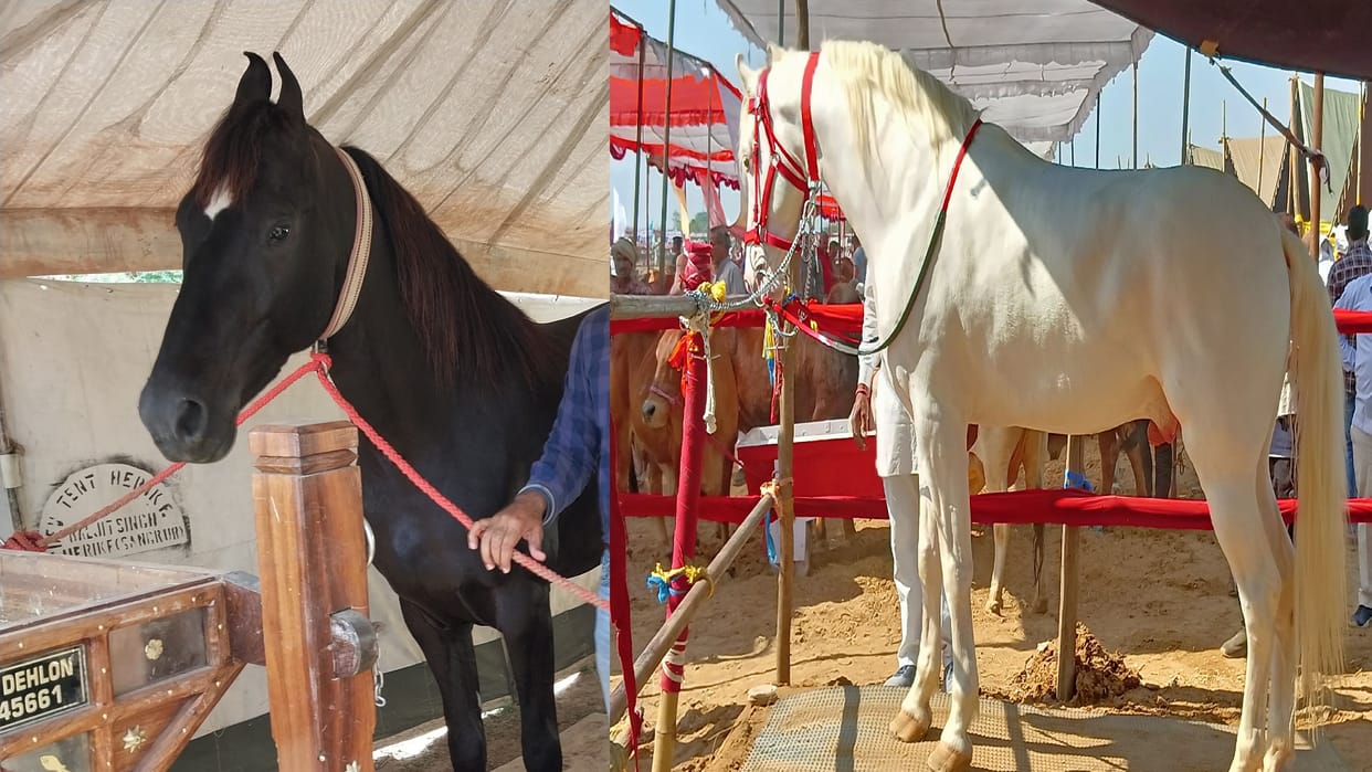Mangal and Haider are more expensive than luxury vehicles so both horses became center of attraction in animal