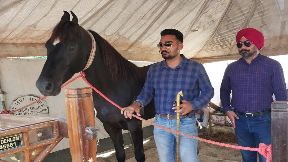 Mangal and Haider are more expensive than luxury vehicles so both horses became center of attraction in animal