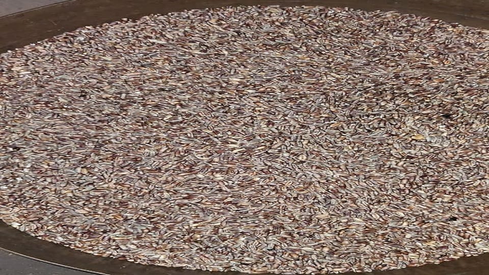 Black wheat being grown from organic farming treasure of nutrients