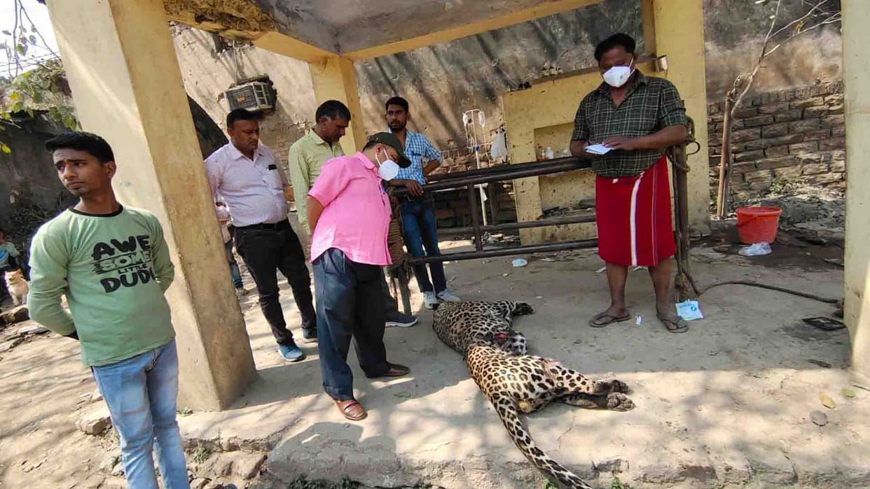 Chitrakoot: Leopard killed by train in Ranipur Tiger Reserve area