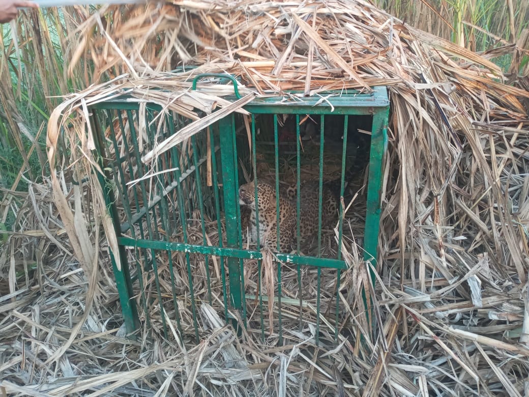 Bahraich News: Female leopard synonymous with terror imprisoned in cage