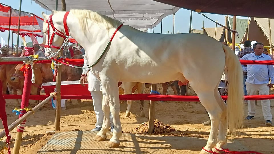 Mangal and Haider are more expensive than luxury vehicles so both horses became center of attraction in animal