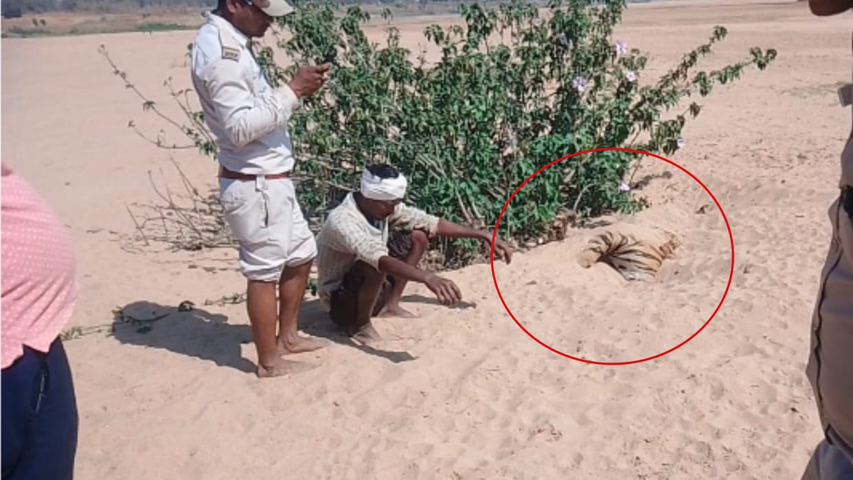 MP News: Tigress T32 hunted by electrocution! Dead body found buried in sand, five suspects in custody