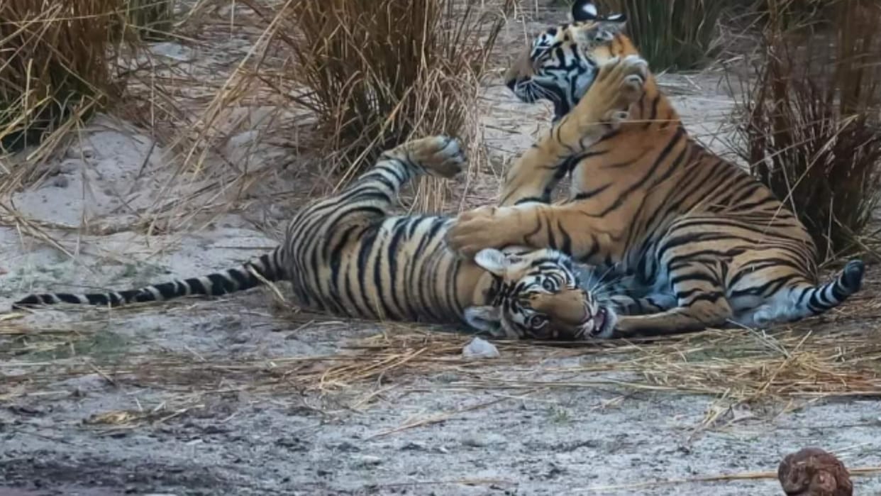 MP News: Moments of fun of two tiger brothers in Bandhavgarh Tiger Reserve, picture going viral