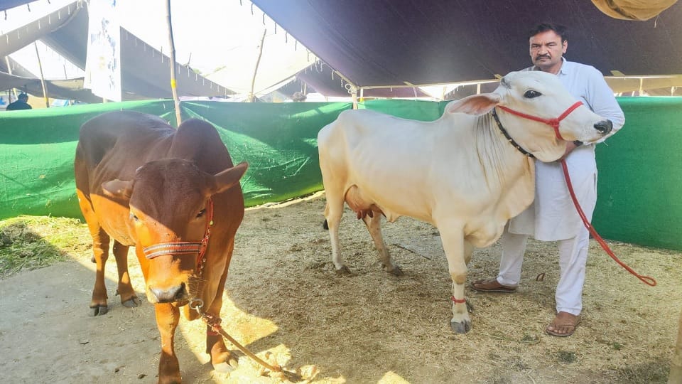 Mangal and Haider are more expensive than luxury vehicles so both horses became center of attraction in animal