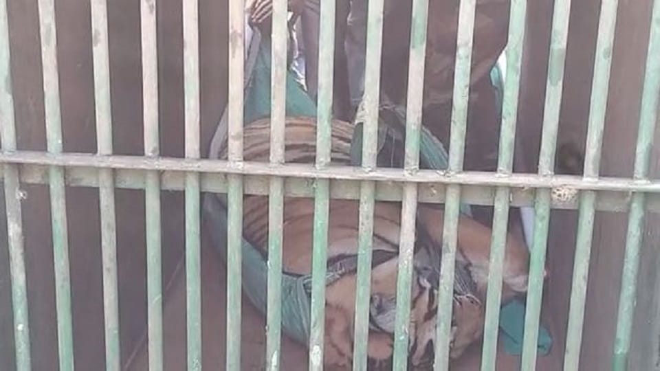 forest department team caught the tigress by tranquilizing in pilibhit