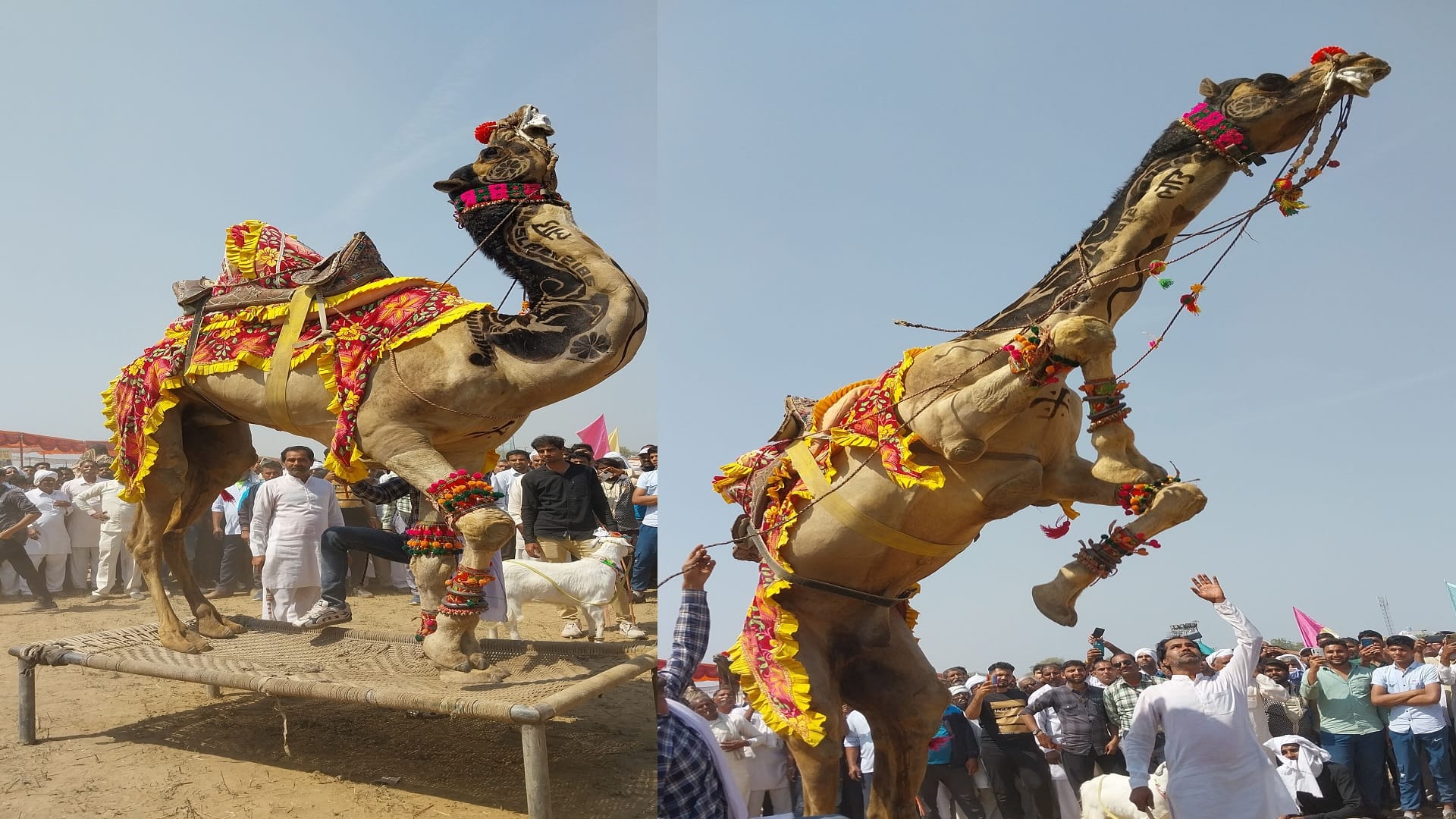 Mangal and Haider are more expensive than luxury vehicles so both horses became center of attraction in animal