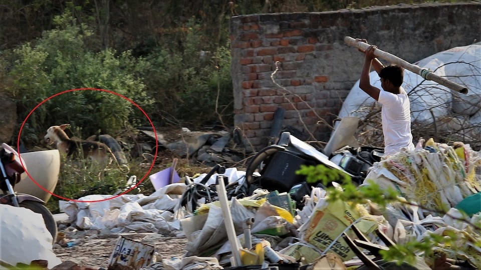 Two brothers killed by dogs in Delhi Vasant Kunj area
