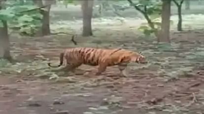 बलरामपुर में रिहायशी इलाके के पास पहुंचा बाघ।