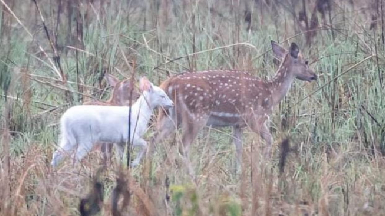 White deer found in Katarniaghat in Bahraich.