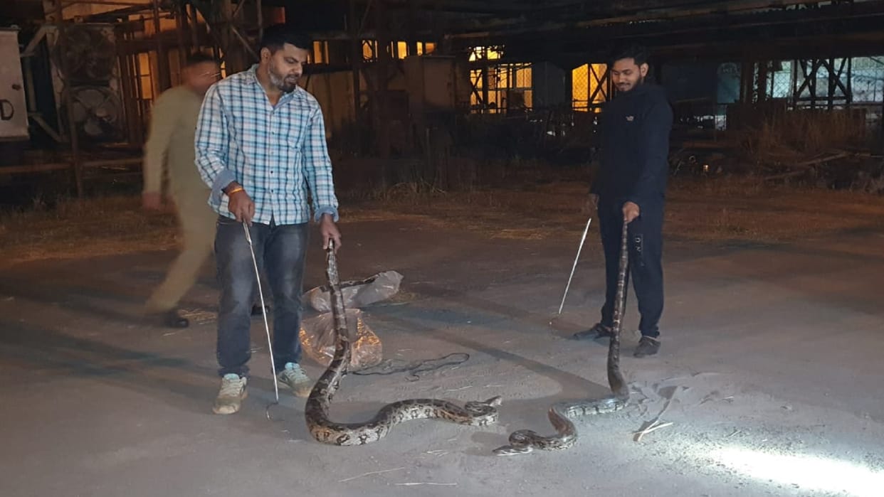 Two pythons were rescued from KTPS plant in Korba