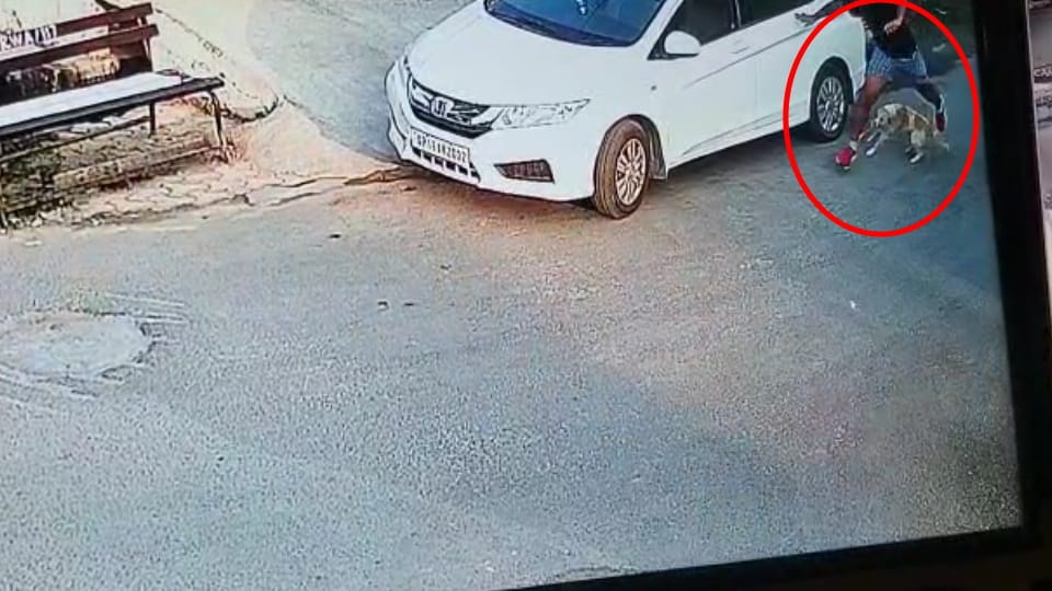 Noida dog bite to sector 117 rwa president cctv footage grab incident