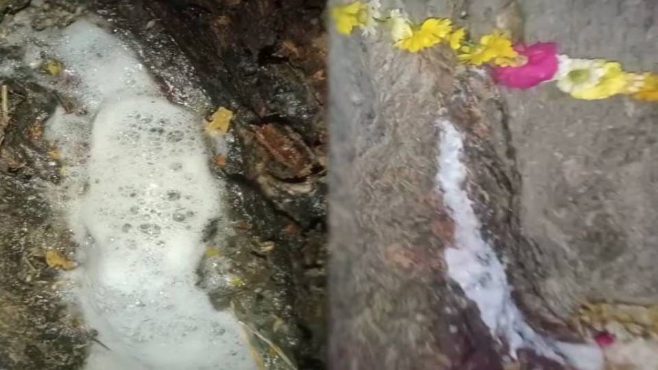 White foam like substance coming out from Neem tree in Mainpuri