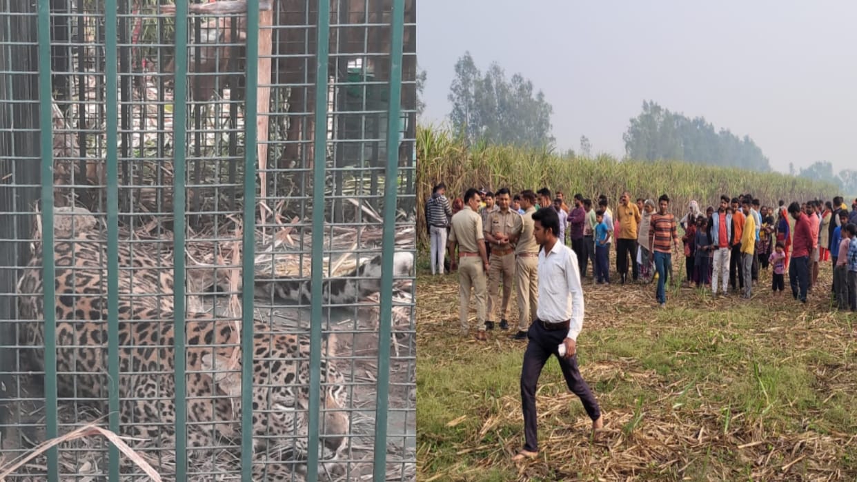 Bijnor News: Guldar imprisoned in a cage in Nagina, had attack on an elderly woman