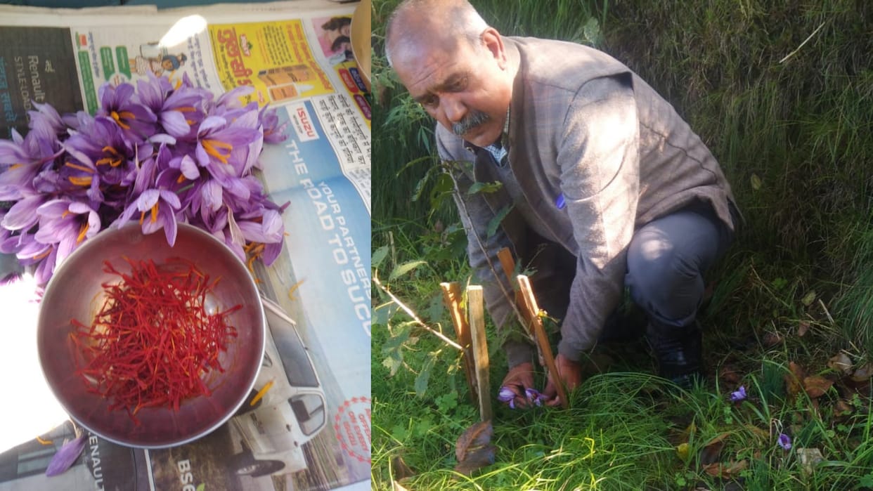 Saffron Farming in Kotgarh Shimla at an altitude of eight thousand feet
