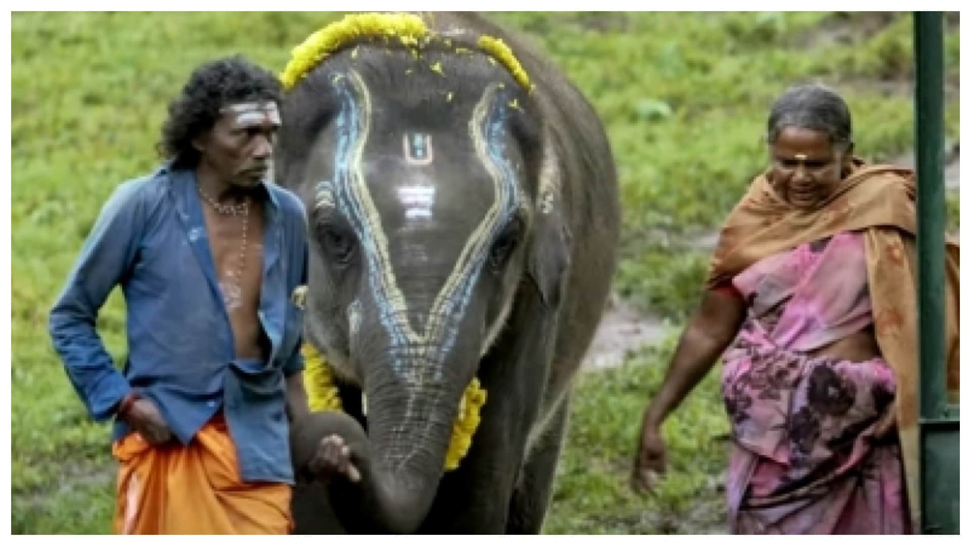 Oscar 2023: Naatu Naatu Song Performance on stage with RRR team at 95th Academy Awards