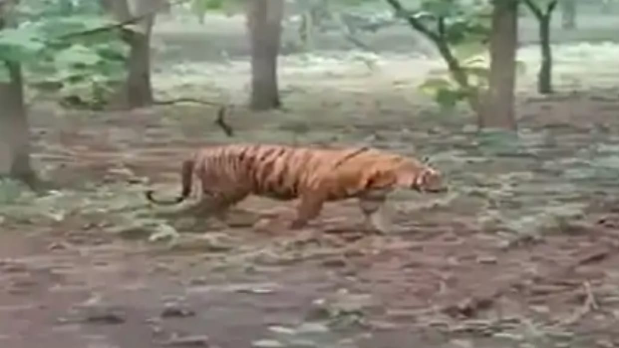 Wildlife census camera traps installed to monitor movement stolen forest department not informed Uttarakhand