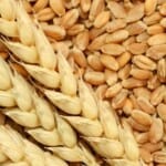 गेहूं की खरीद करेगा खाद्य आपूर्ति निगम
