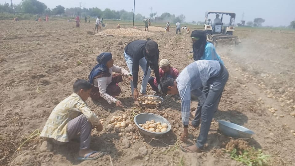 Forget studies for a few rupees digging potatoes during school hours