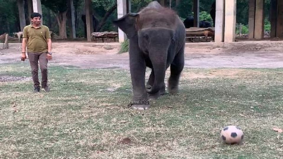 emotional stoty of mahavat Irshad and Elephant Durga in Dudhwa National Park