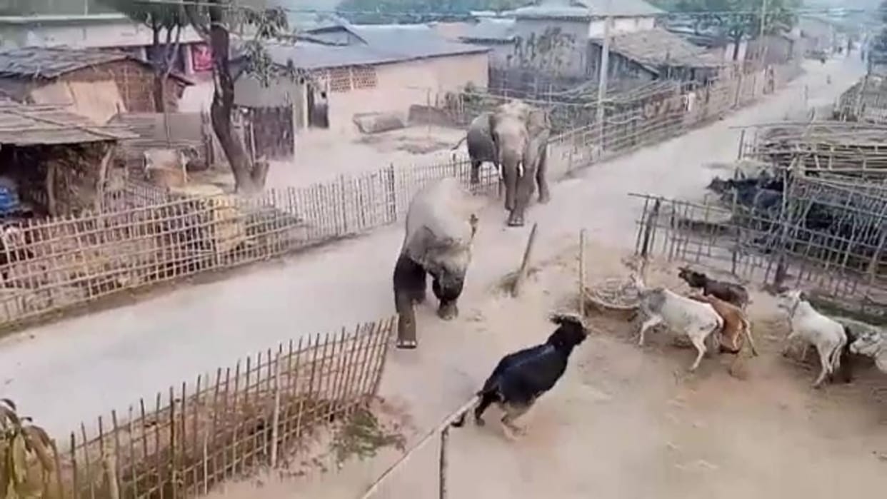 Elephants destroyed houses and crops in the border villages of Terdagach block in Kishanganj
