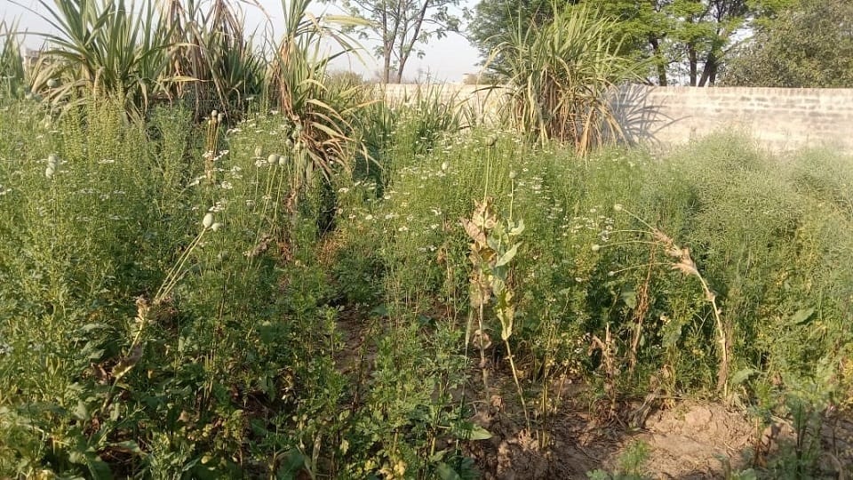 Opium was being cultivated in sugarcane field in Fatehabad