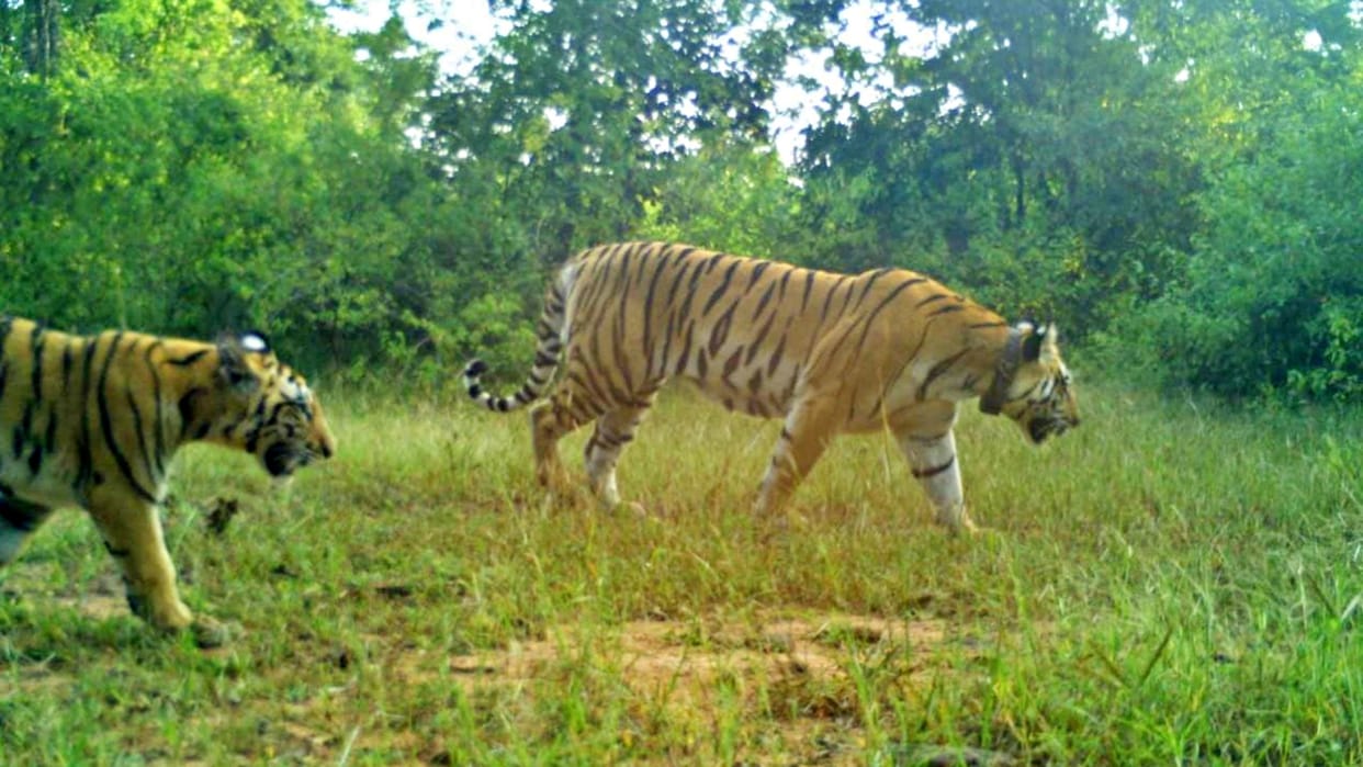 Nauradehi Sanctuary Six cubs learning the nuances of hunting with their mother and grandmother